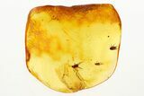 Three Fossil Scuttle Flies (Phoridae) In Baltic Amber #273196-1